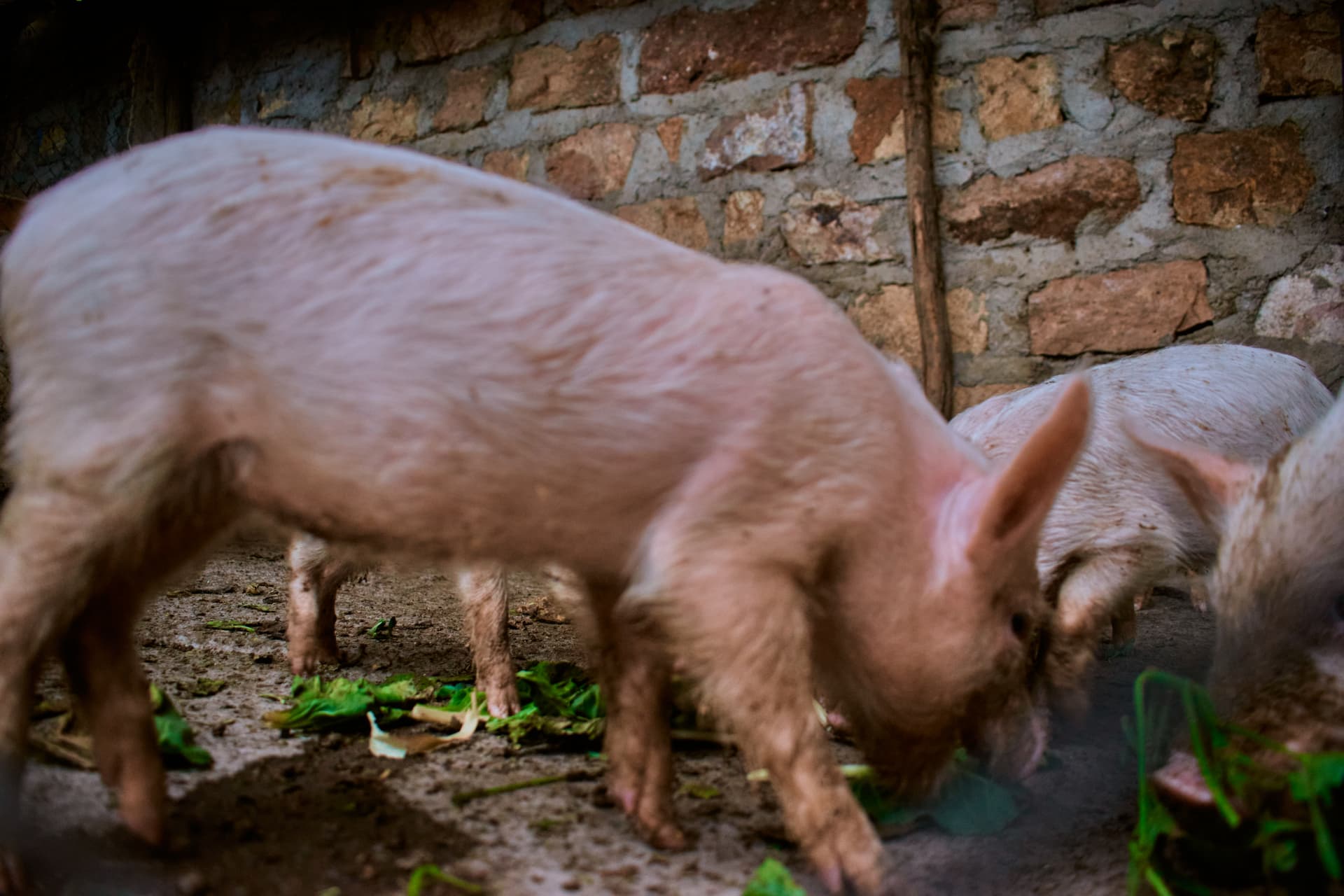 Pigs feeding inside their enclosure