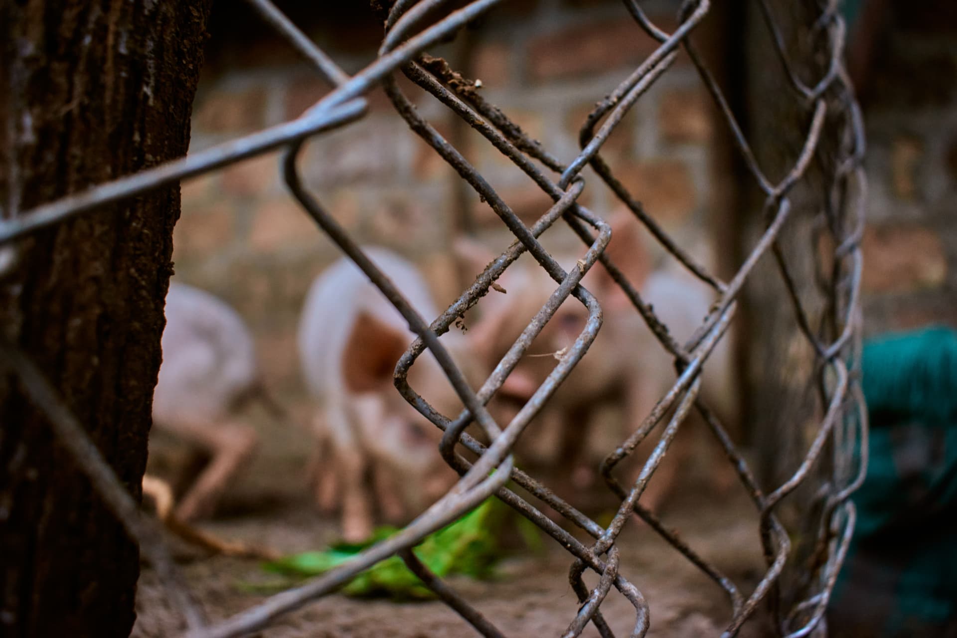 View through wire fencing into the pig enclosure