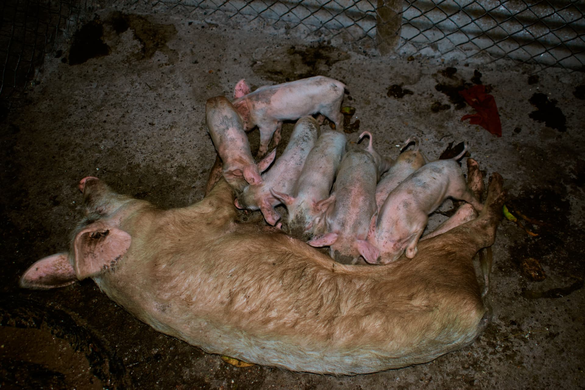 Piglets nursing beside a sow