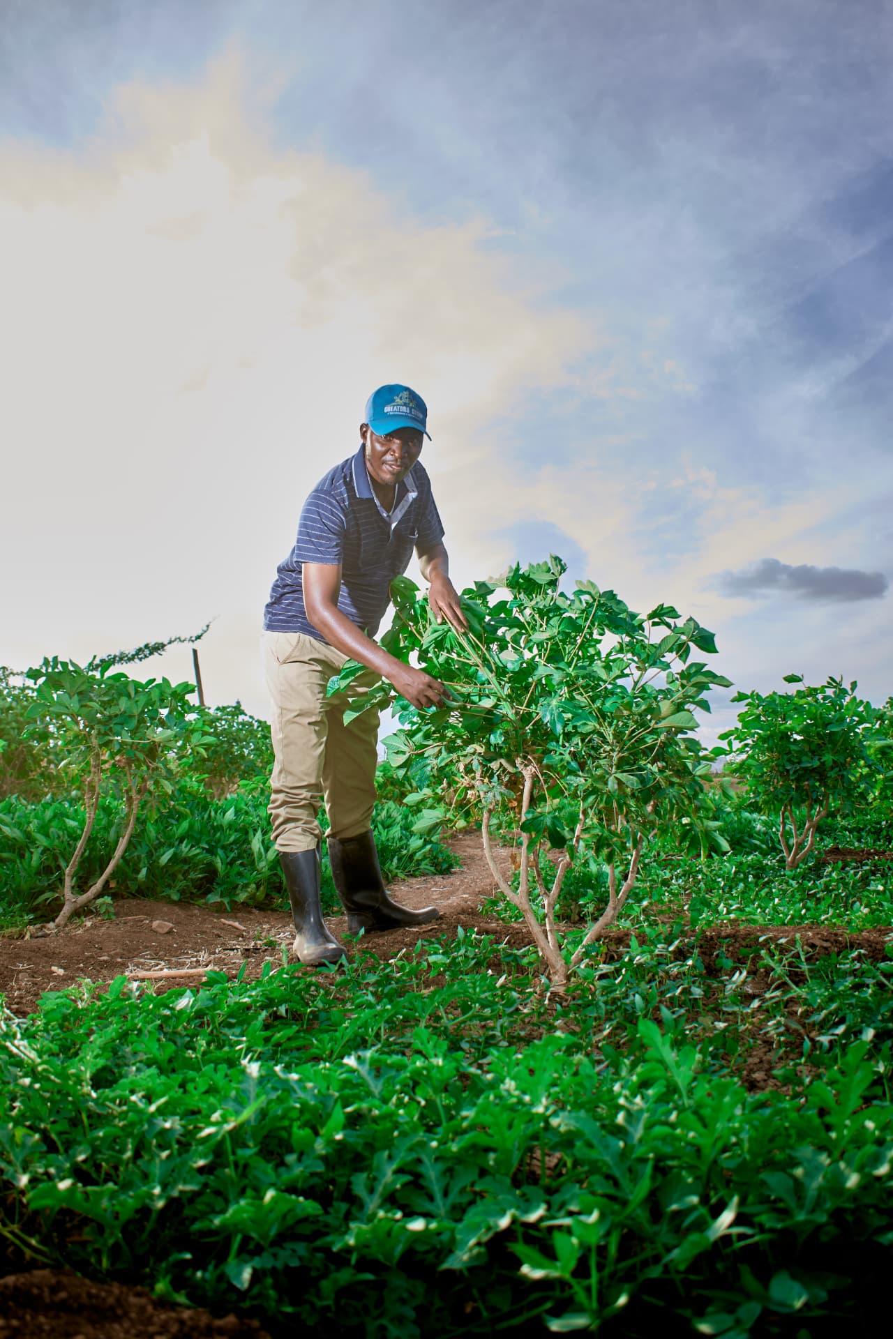 Celestin tending a leafy crop