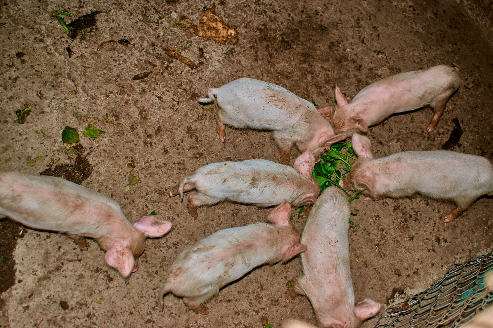 Young pigs gathered around green feed
