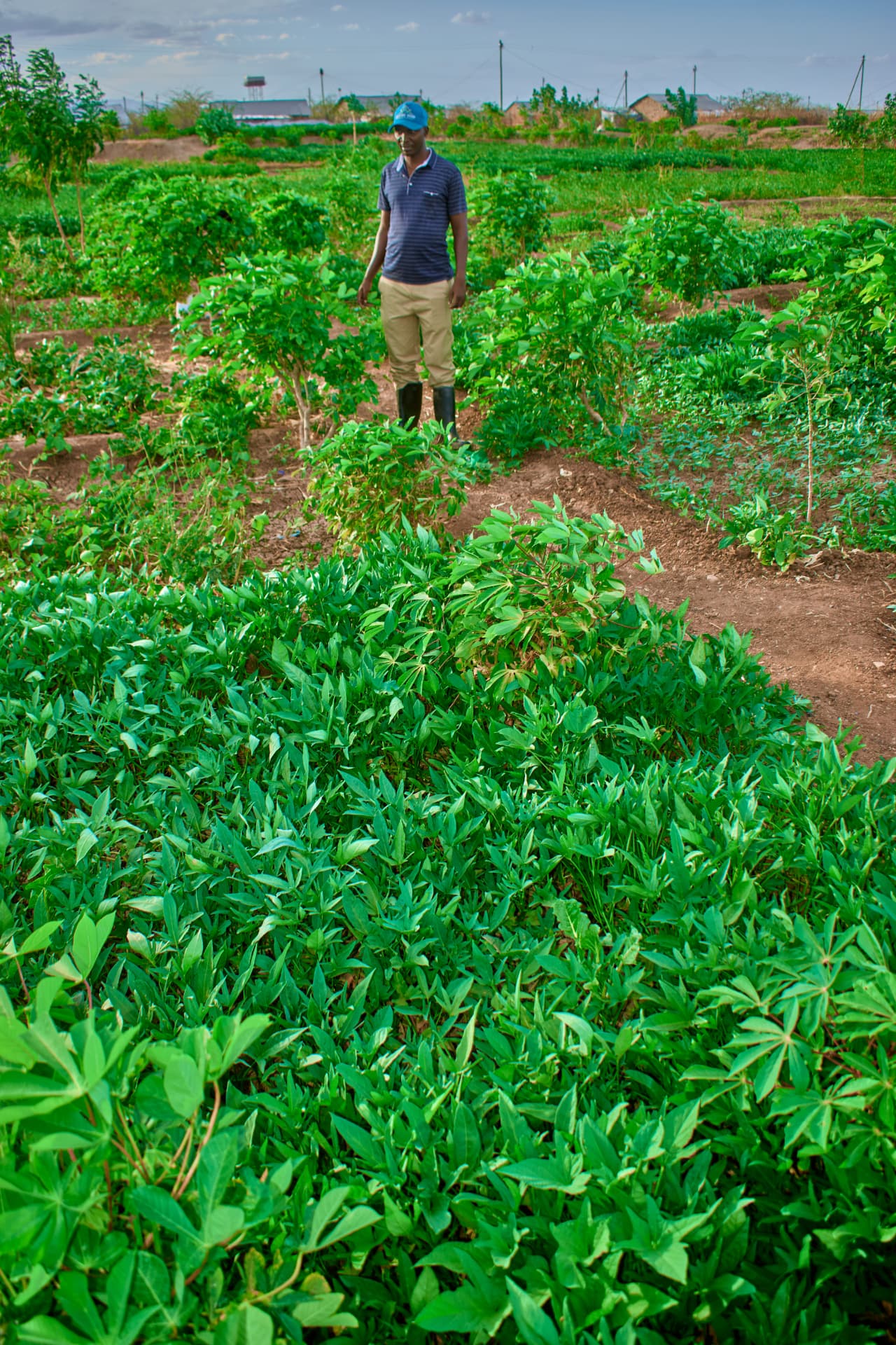 Celestin standing among rows of crops