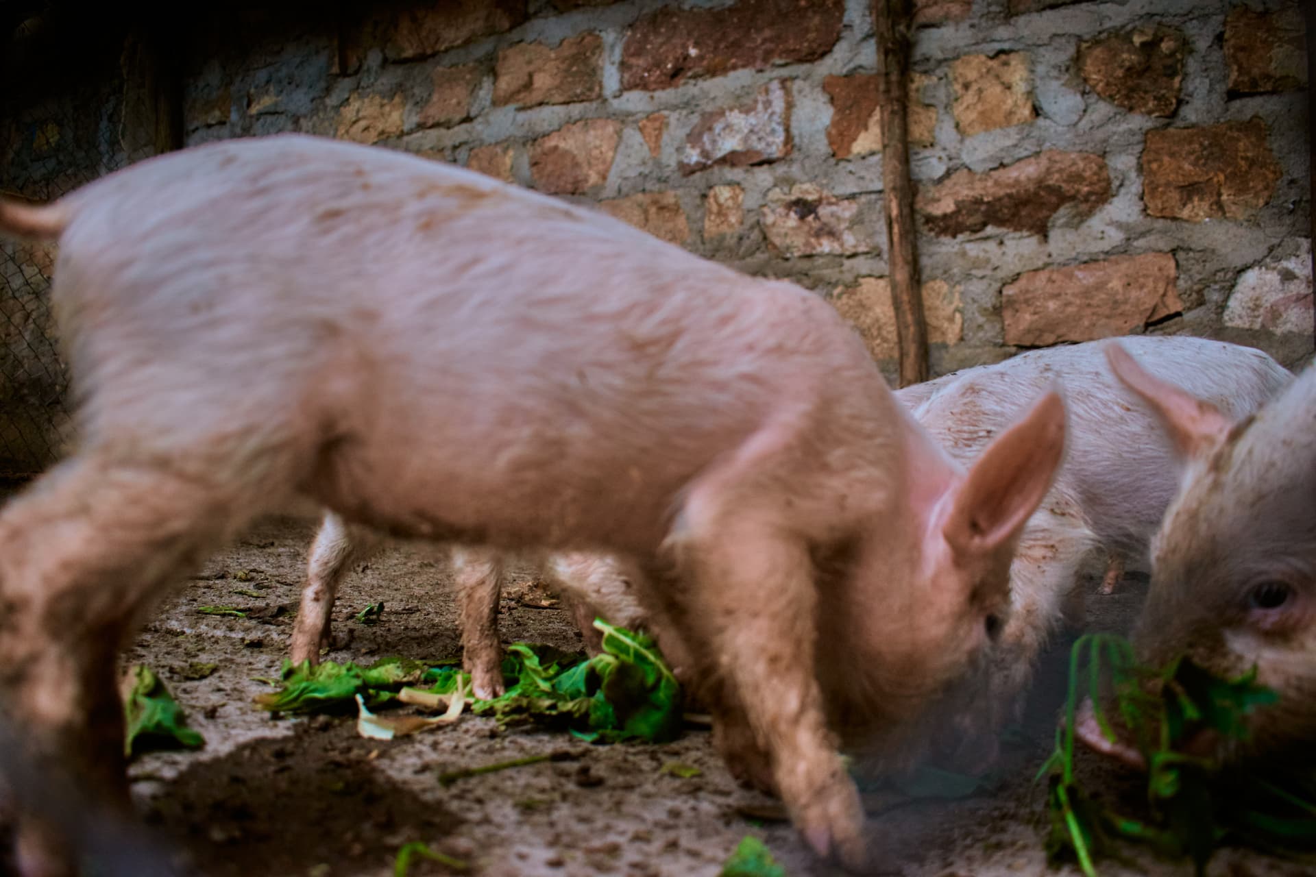 Young pigs eating green leaves beside a stone wall