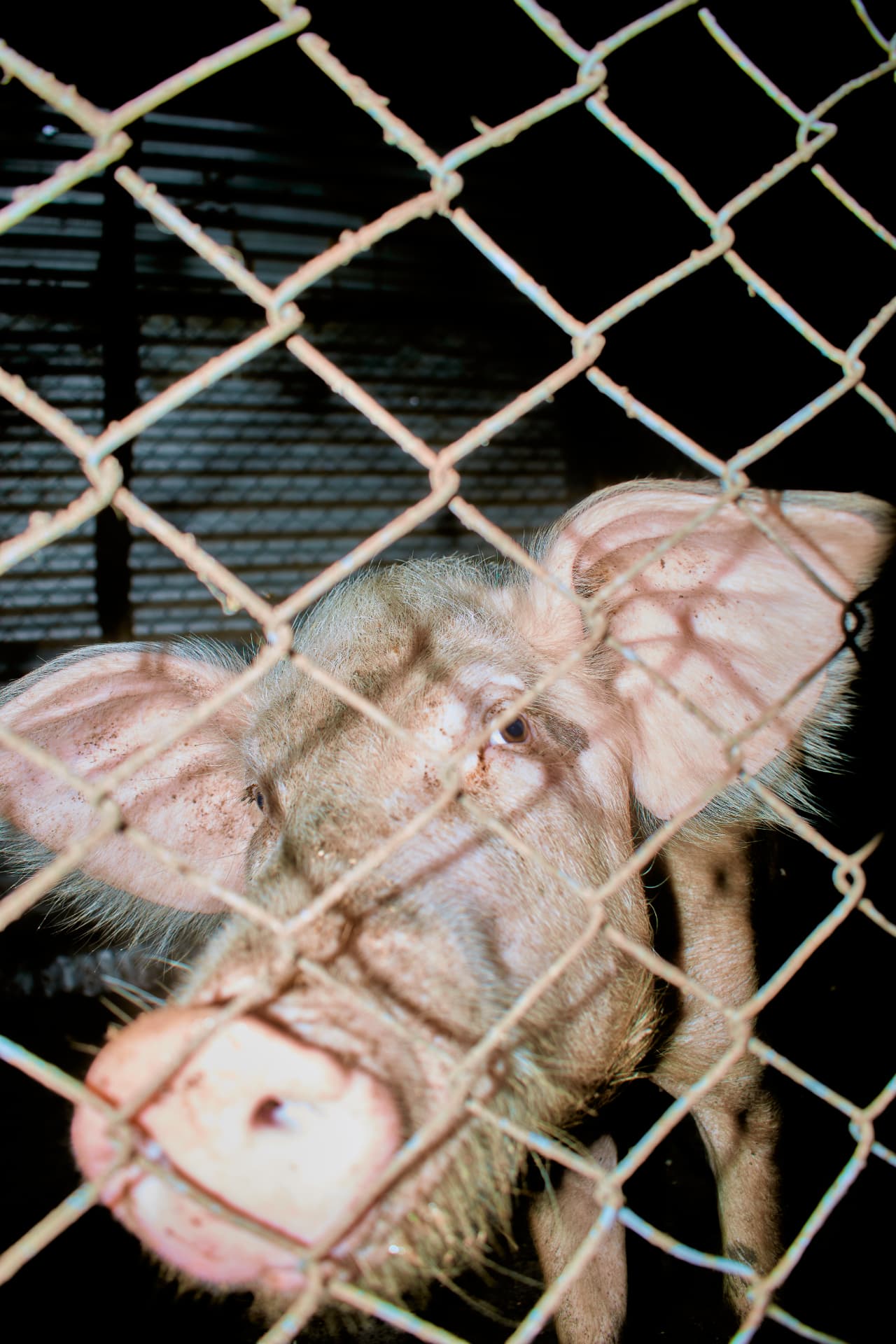 Close-up of a pig behind wire fencing