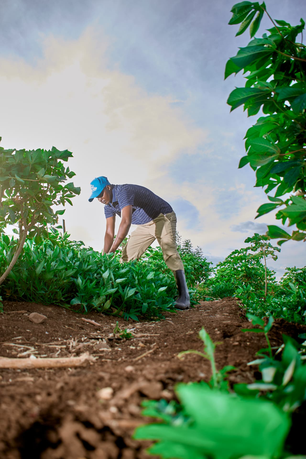 Celestin working between rows of crops