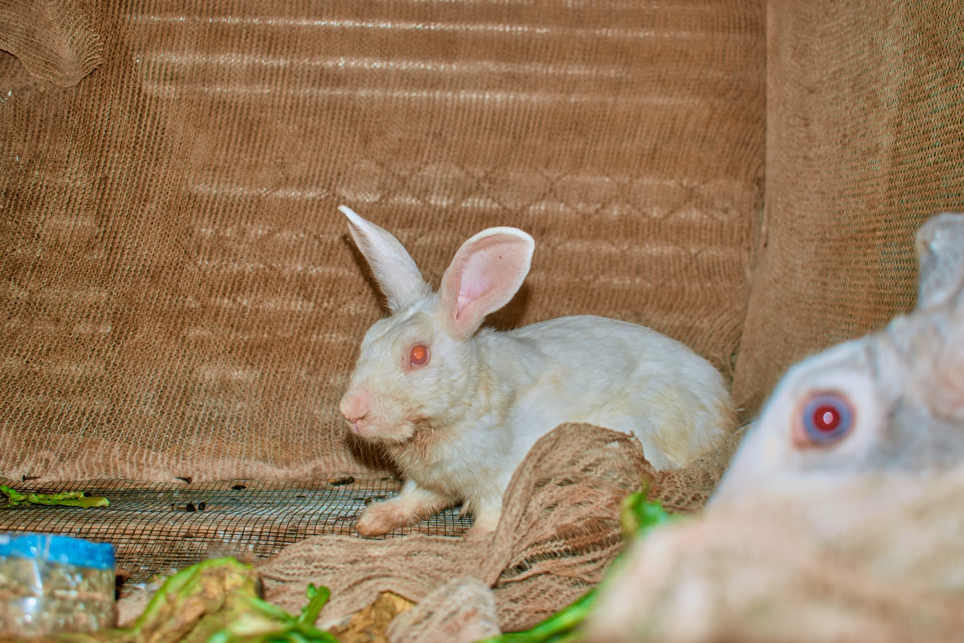 A white rabbit sitting in its hutch