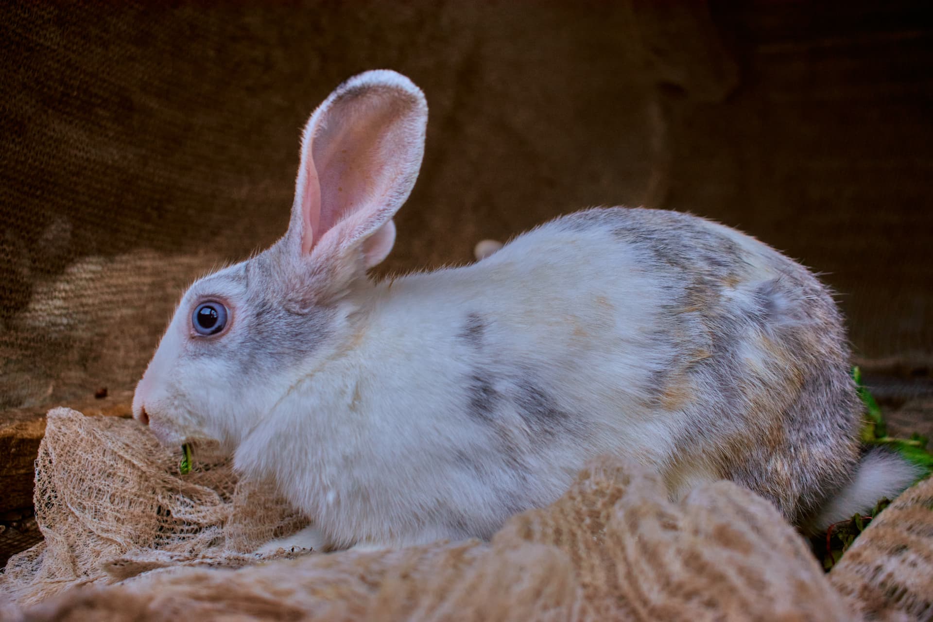 Side view of a white and grey rabbit with blue eyes