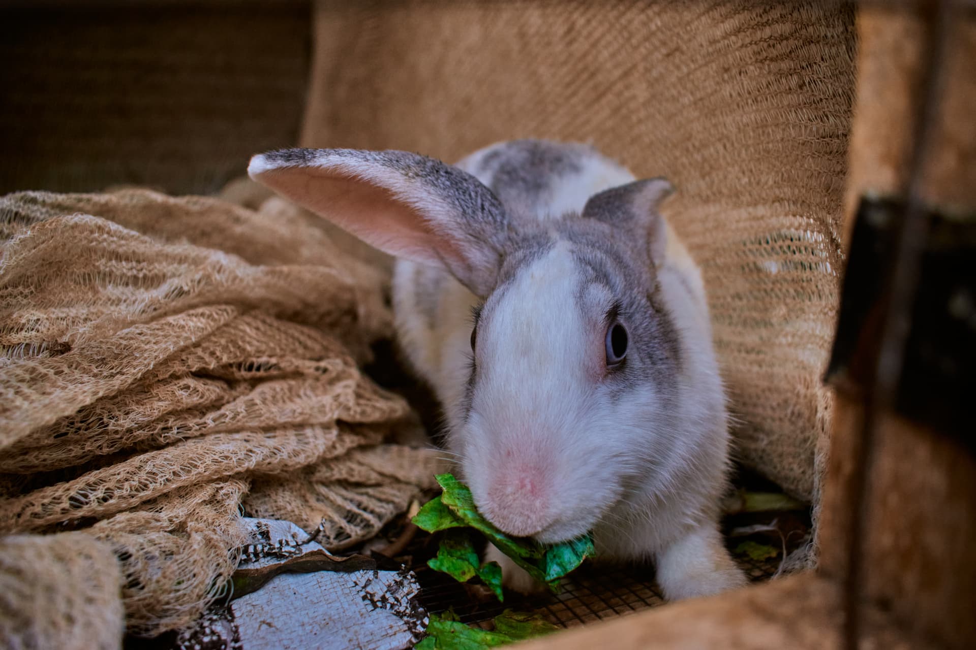 A white and grey rabbit eating leafy greens in its enclosure