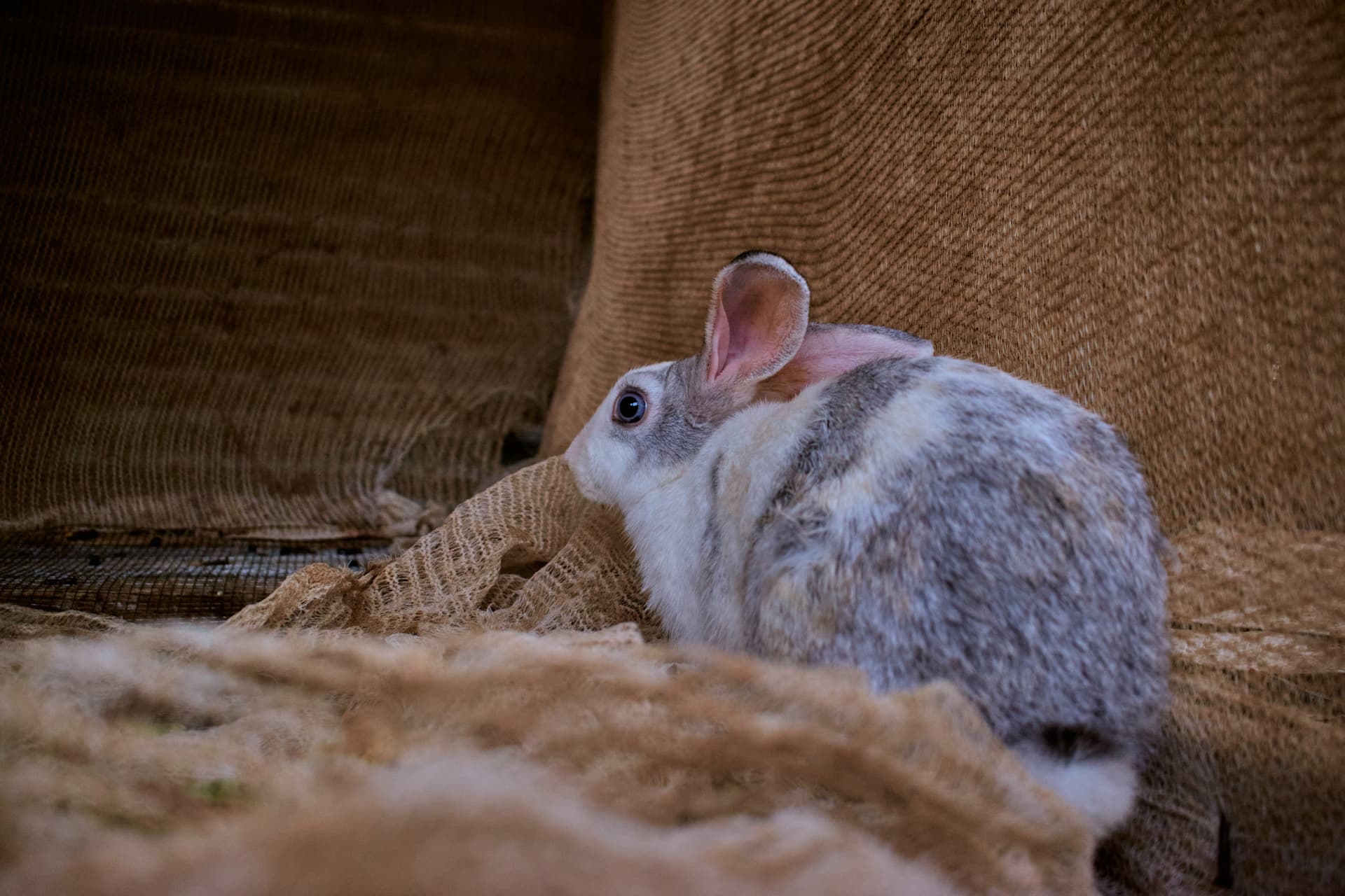A grey and white rabbit sitting on netting in its hutch