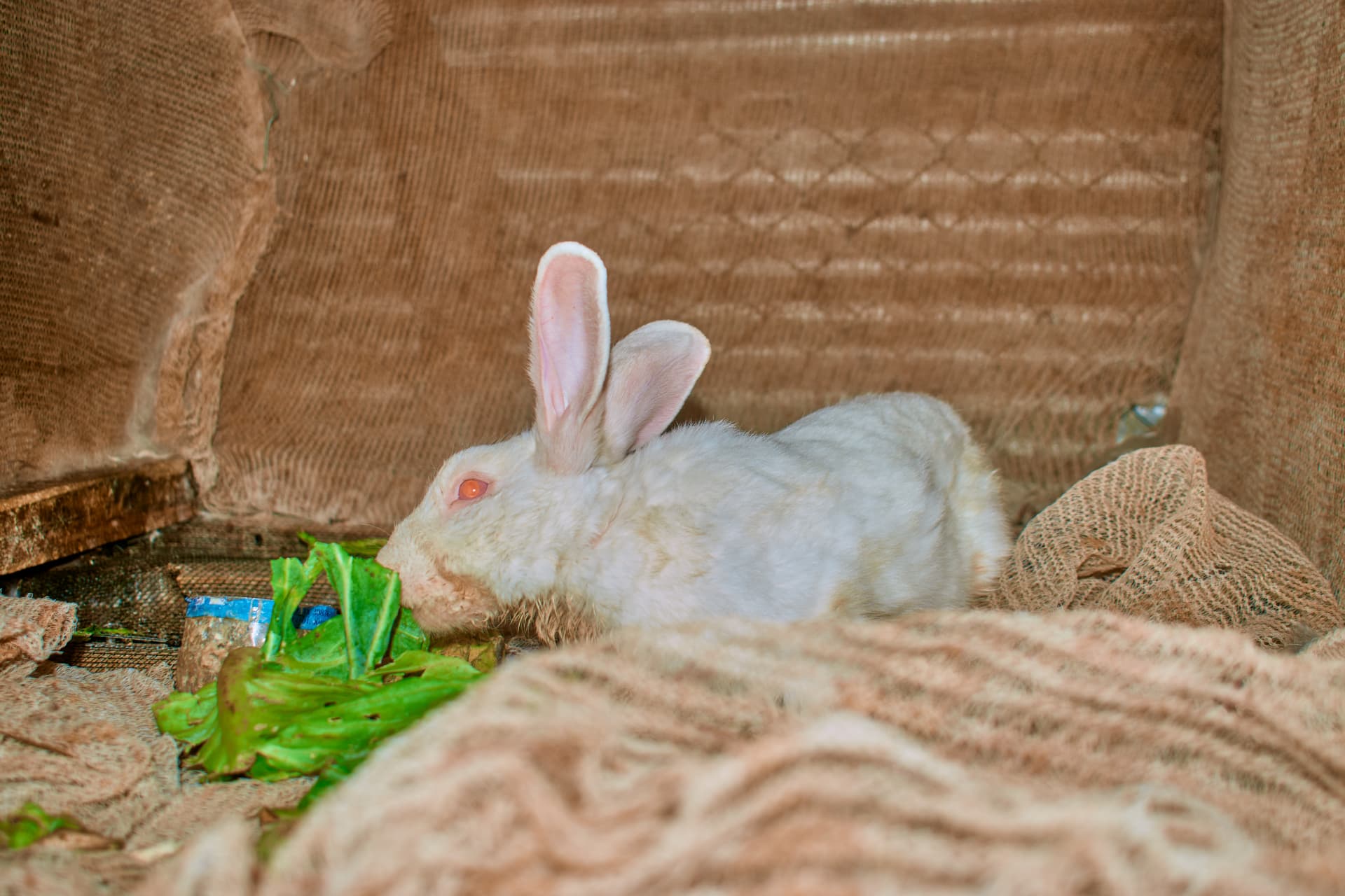 A white rabbit eating green leaves