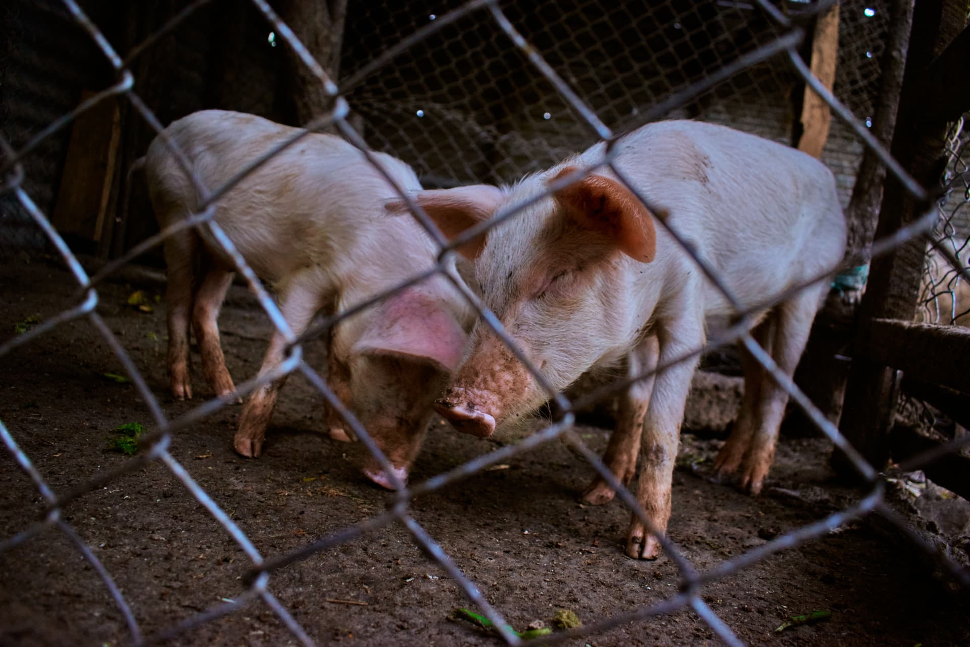 Two pigs standing behind the enclosure fence