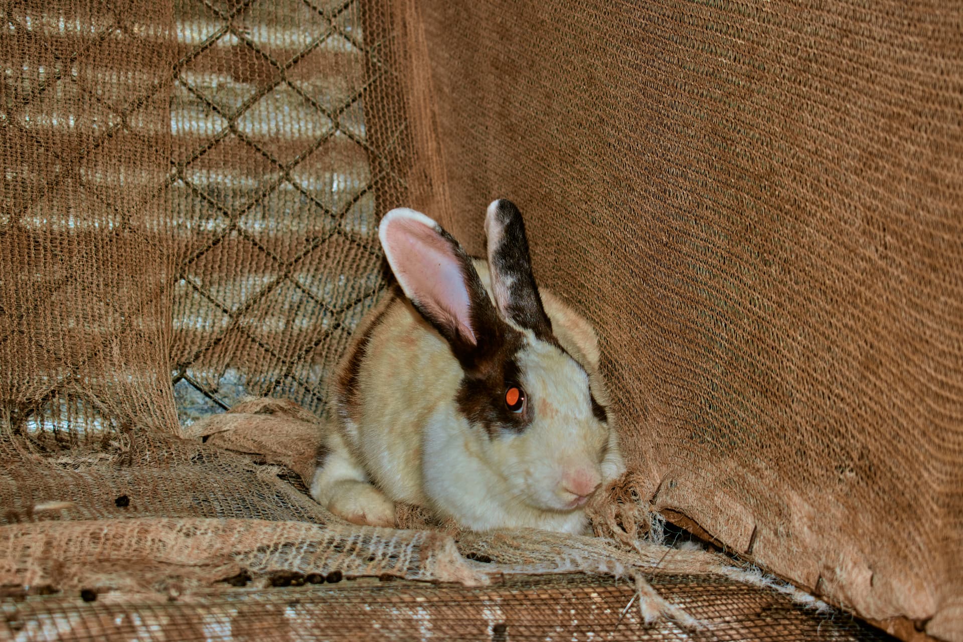 A brown and white rabbit resting in the corner of its hutch
