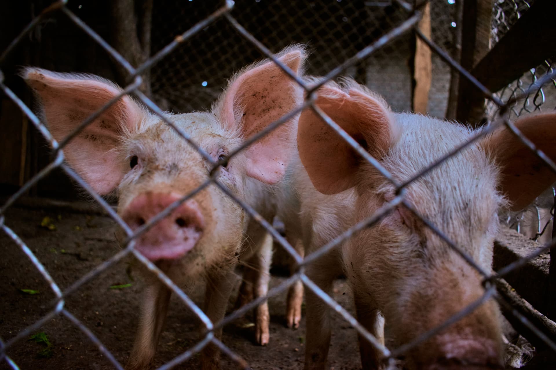 Two curious pigs looking through wire fencing
